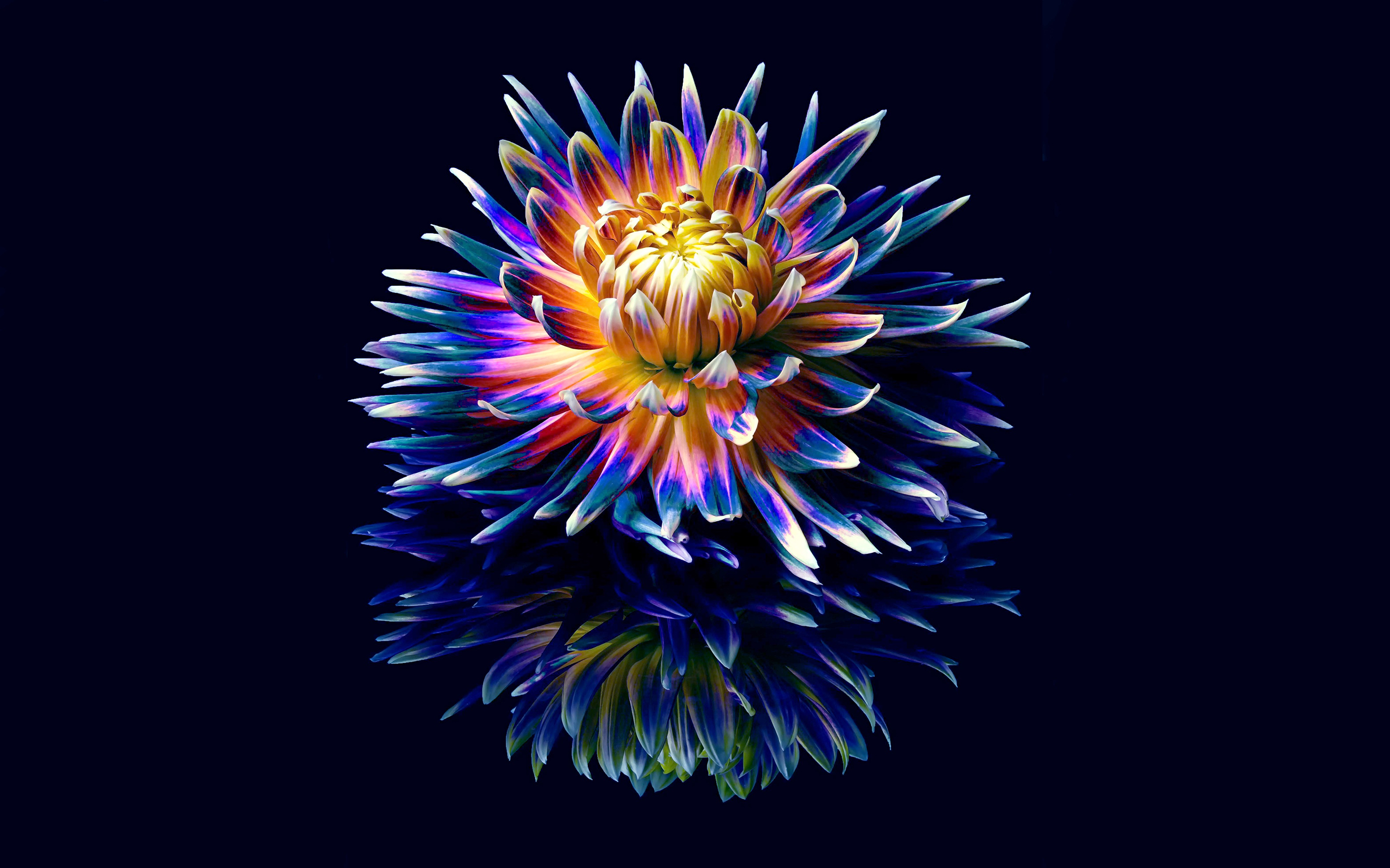 Close-Up Of Multi Colored Flower Against Black Background